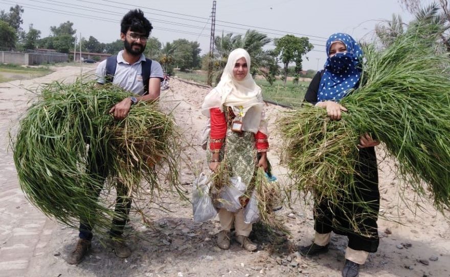 Rhodes grass researchers 