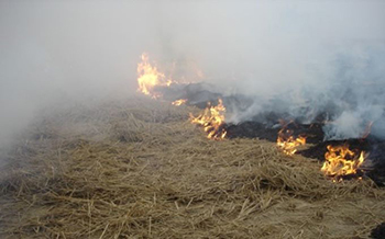 Stubble burning