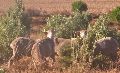 Saltbush