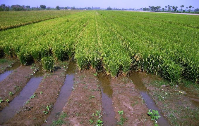 Wheat beds